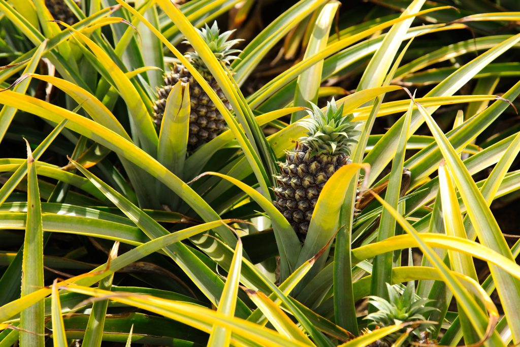 Pineapple farming