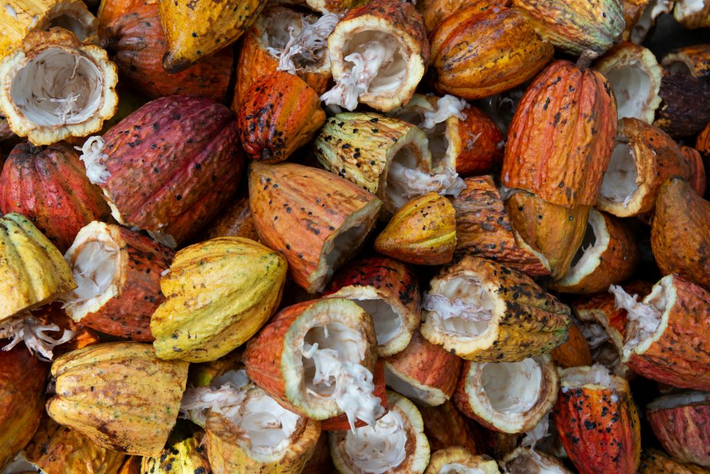 cocoa farm proposal