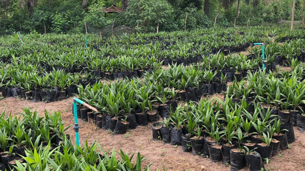 Why You Should Plant Supergene Oil Palm Instead of Tenera