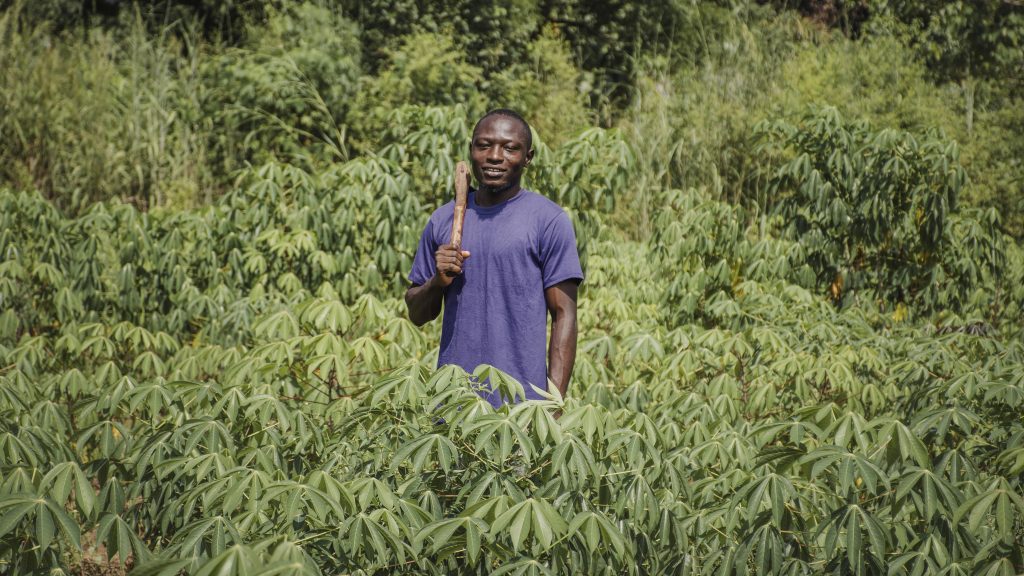 cassava farming in nigeria