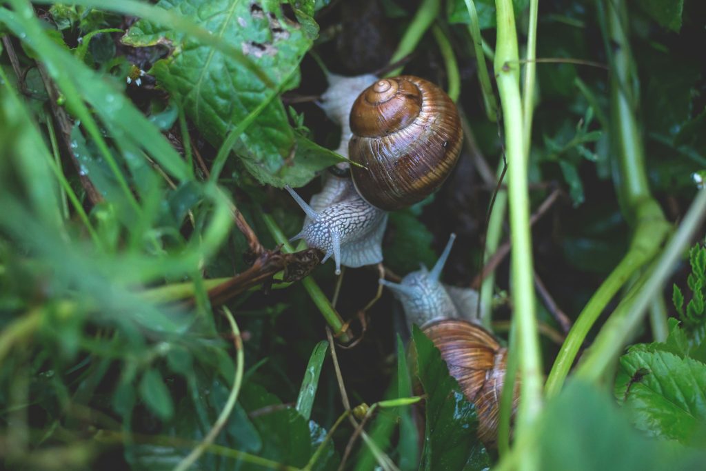 SNAIL FARMING