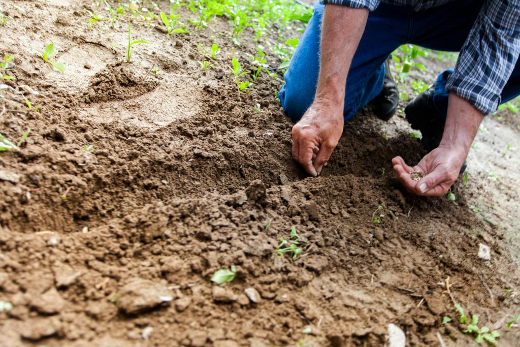 How to Start Your Own Backyard Farming