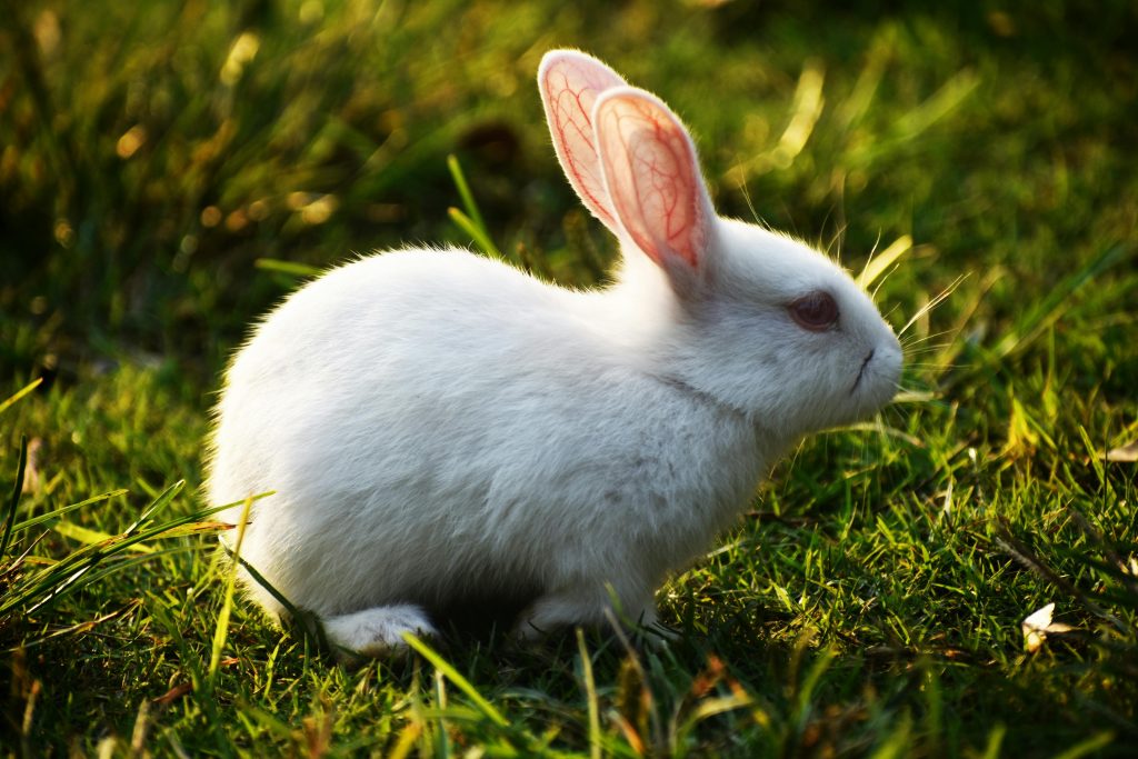 rabbit farming in nigeria